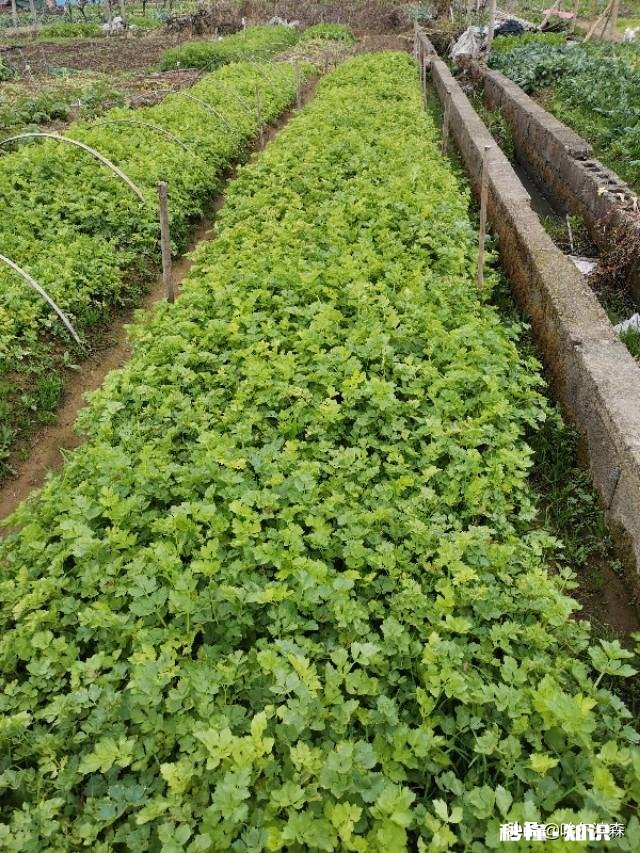 为什么越长大越不喜欢说谎了