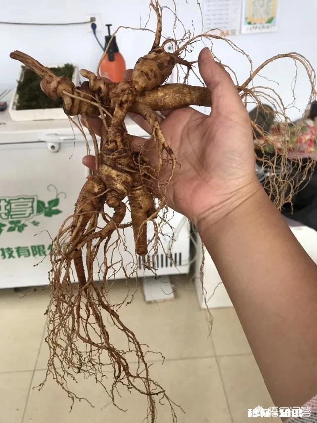 网上买的几块钱一棵的人参能泡酒吗