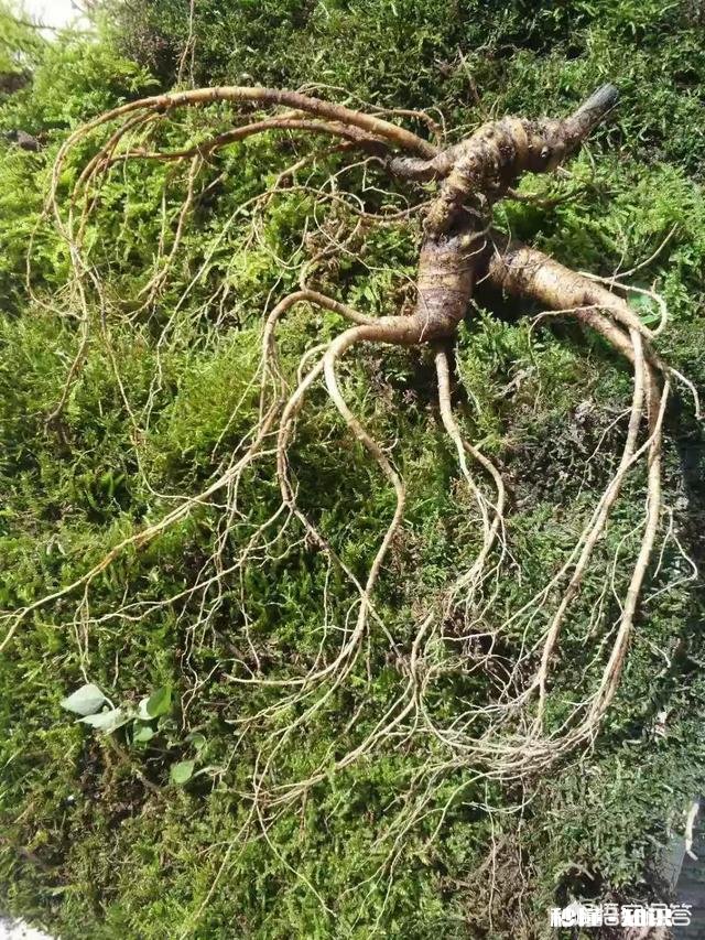 网上买的几块钱一棵的人参能泡酒吗