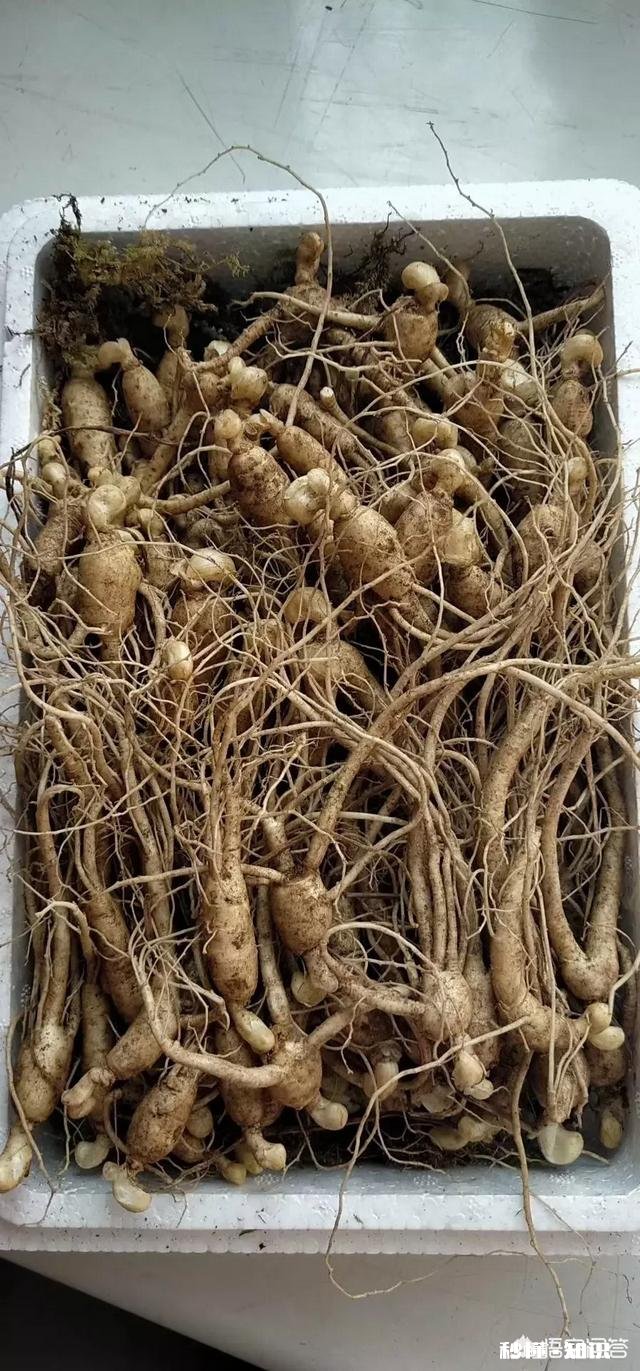 网上买的几块钱一棵的人参能泡酒吗