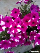 下联：孔雀开屏福绵绵，如何对下联