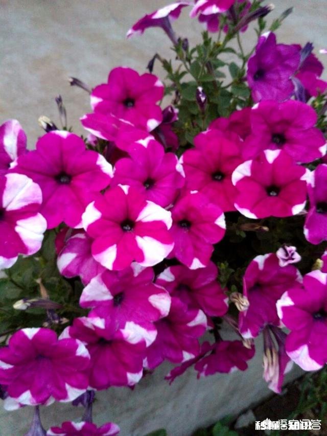 下联:孔雀开屏福绵绵,如何对下联