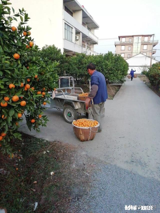 食物、果实、树木、花卉或植物 你乡村童年里深刻的芬香的味道是什么