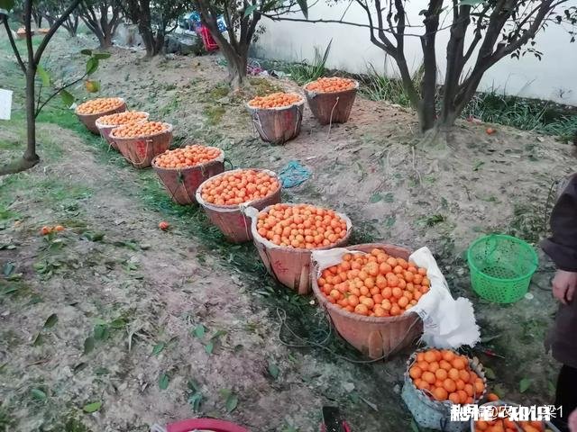 食物、果实、树木、花卉或植物 你乡村童年里深刻的芬香的味道是什么