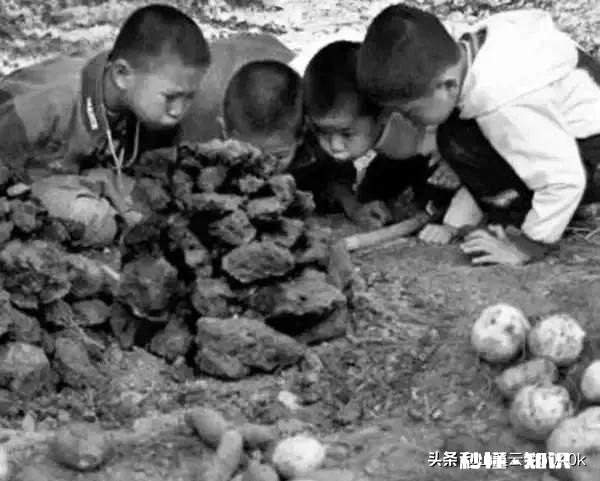 食物、果实、树木、花卉或植物 你乡村童年里深刻的芬香的味道是什么