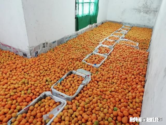 食物、果实、树木、花卉或植物 你乡村童年里深刻的芬香的味道是什么