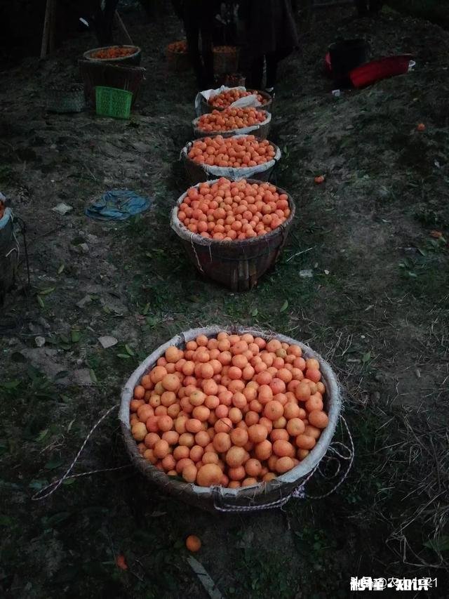 食物、果实、树木、花卉或植物 你乡村童年里深刻的芬香的味道是什么