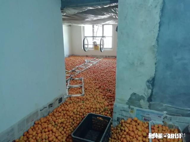 食物、果实、树木、花卉或植物 你乡村童年里深刻的芬香的味道是什么