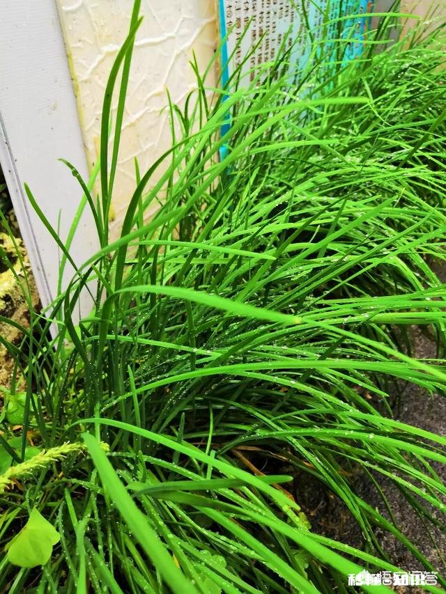 韭菜跟什么一起种成活快