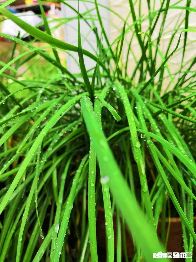 韭菜跟什么一起种成活快