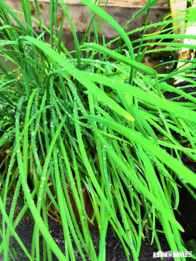 韭菜跟什么一起种成活快