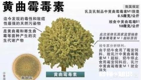 吃了含黄曲霉素的变质食品会致病吗