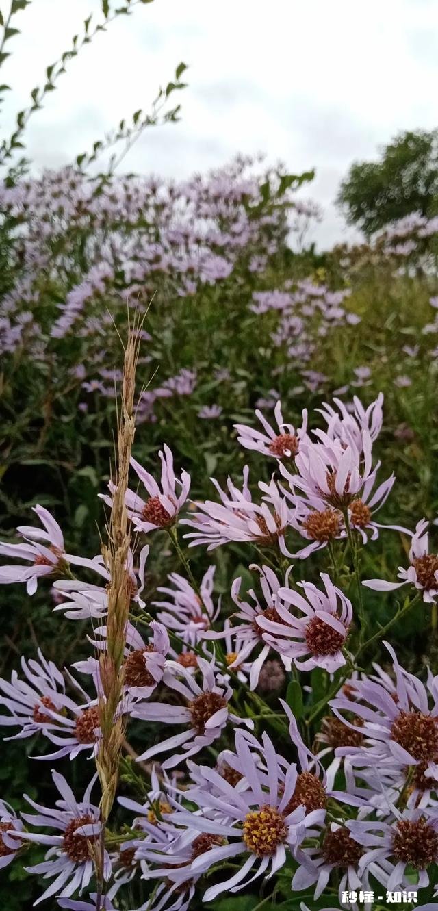 露从今夜白，月是故乡明，以一首思亲诗来解读杜甫为何被称为诗圣