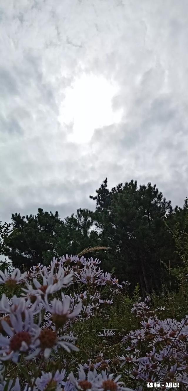 露从今夜白，月是故乡明，以一首思亲诗来解读杜甫为何被称为诗圣