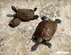 金线草龟和石龟混养会打架吗?会咬尾吗