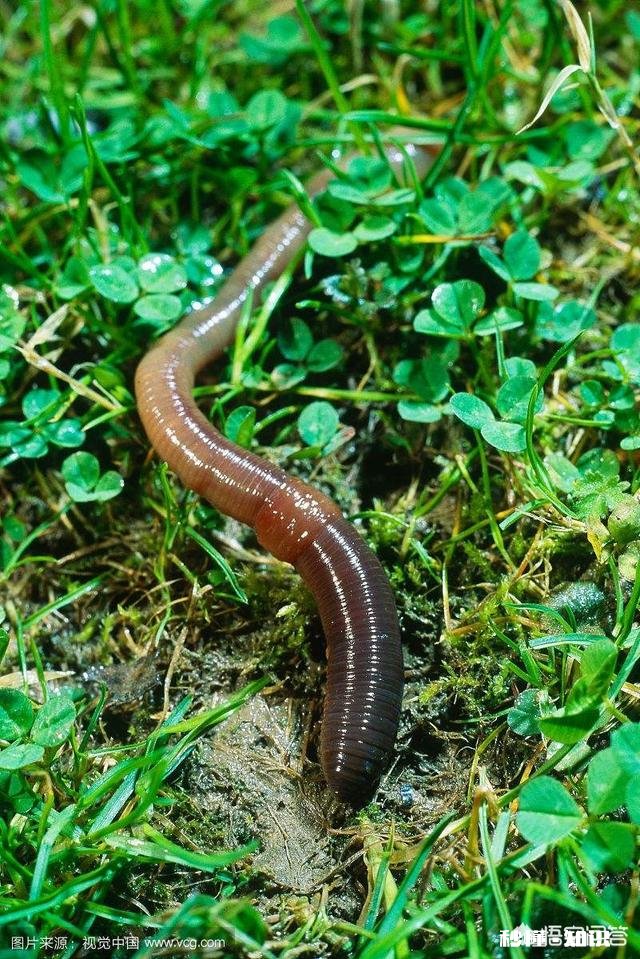 家里的农田里看不到蚯蚓了应该怎么办