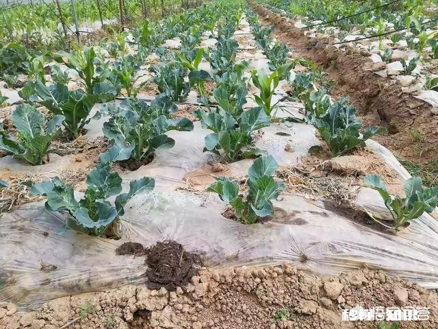 家里的农田里看不到蚯蚓了应该怎么办