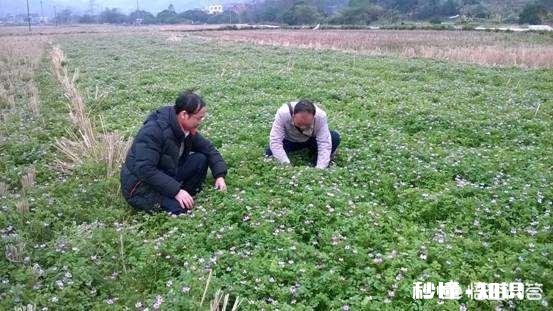 家里的农田里看不到蚯蚓了应该怎么办