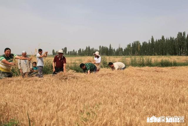 家里的农田里看不到蚯蚓了应该怎么办