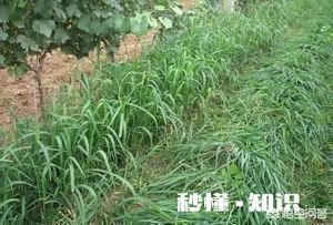 家里的农田里看不到蚯蚓了应该怎么办