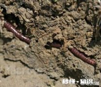 家里的农田里看不到蚯蚓了应该怎么办