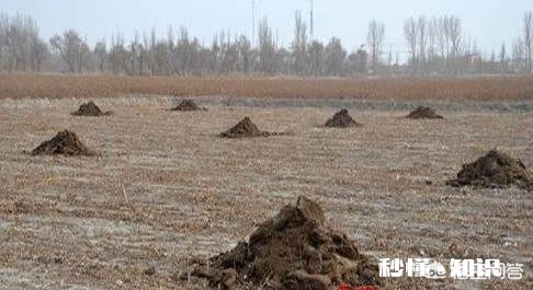 家里的农田里看不到蚯蚓了应该怎么办