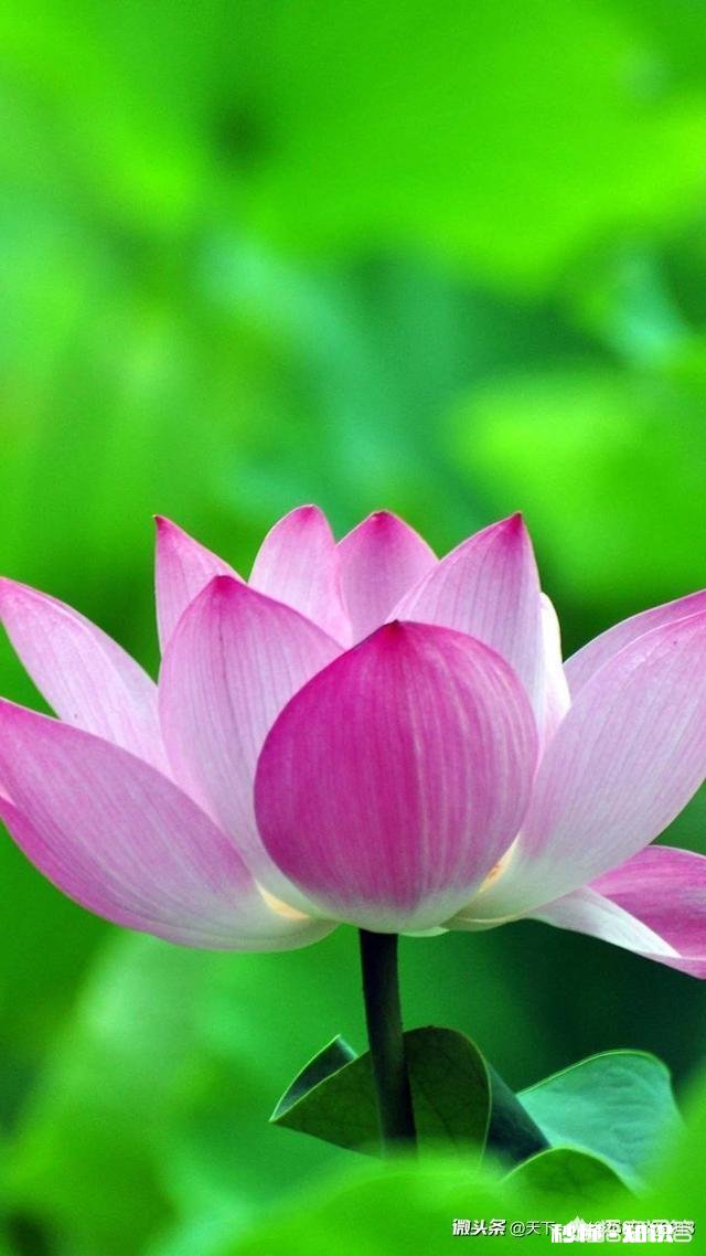 如果粮食价格继续下跌的话，农民种地持续亏本，农民的基本生话如何维持