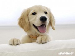 宠物狗猫之类要不要全部打狂犬疫苗养宠物要不要实行办理宠物饲养牌照