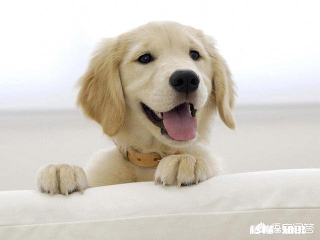 宠物狗猫之类要不要全部打狂犬疫苗养宠物要不要实行办理宠物饲养牌照