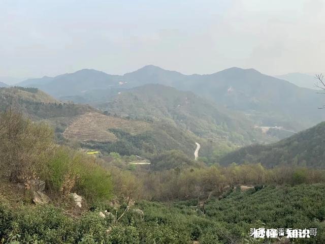 请问今年气温偏高，疫情对信阳毛尖采茶及销售价格有什么影响