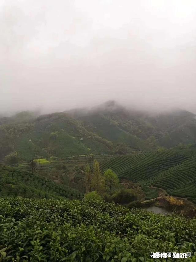 请问今年气温偏高，疫情对信阳毛尖采茶及销售价格有什么影响