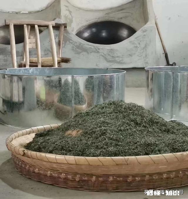 请问今年气温偏高，疫情对信阳毛尖采茶及销售价格有什么影响