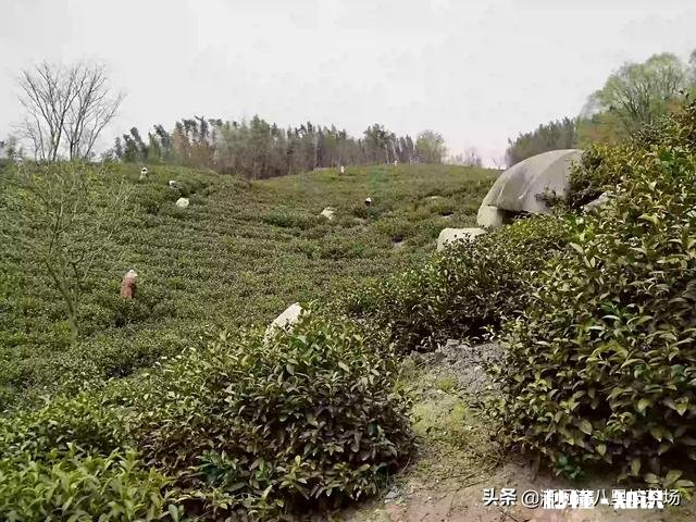 请问今年气温偏高，疫情对信阳毛尖采茶及销售价格有什么影响