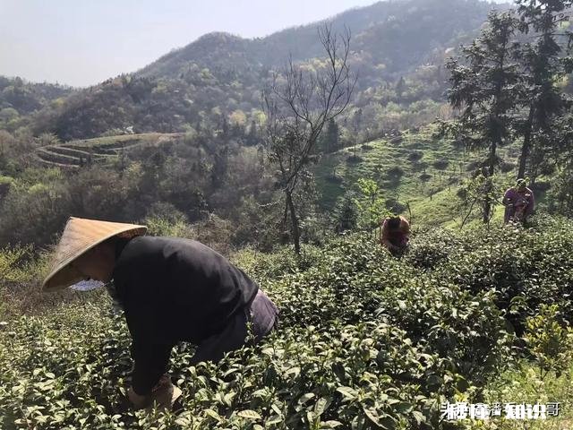 请问今年气温偏高，疫情对信阳毛尖采茶及销售价格有什么影响