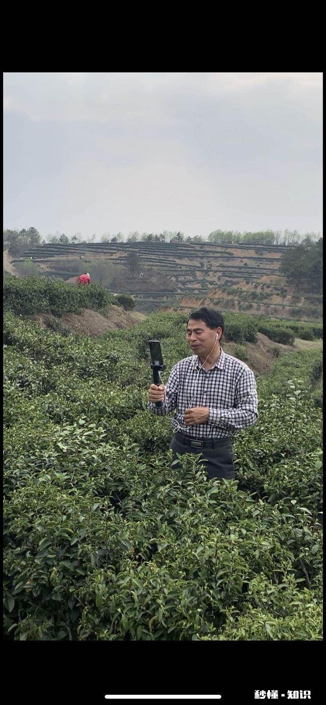 请问今年气温偏高，疫情对信阳毛尖采茶及销售价格有什么影响