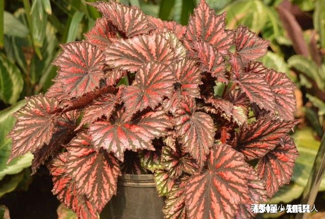 海棠树长得慢是怎么回事