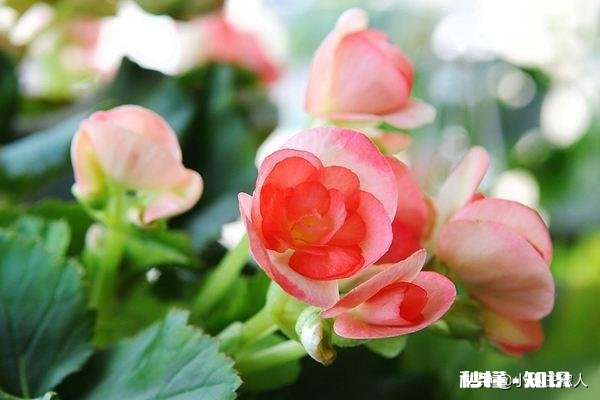 海棠树长得慢是怎么回事