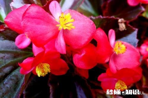 海棠树长得慢是怎么回事