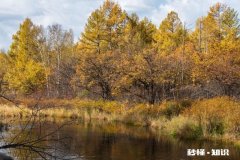 你见过的最完美的妻子是什么样的