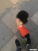 小狗到了冬天要穿衣服吗