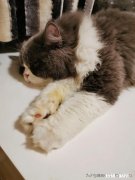 自来狗是来财吗自来猫是招官司吗