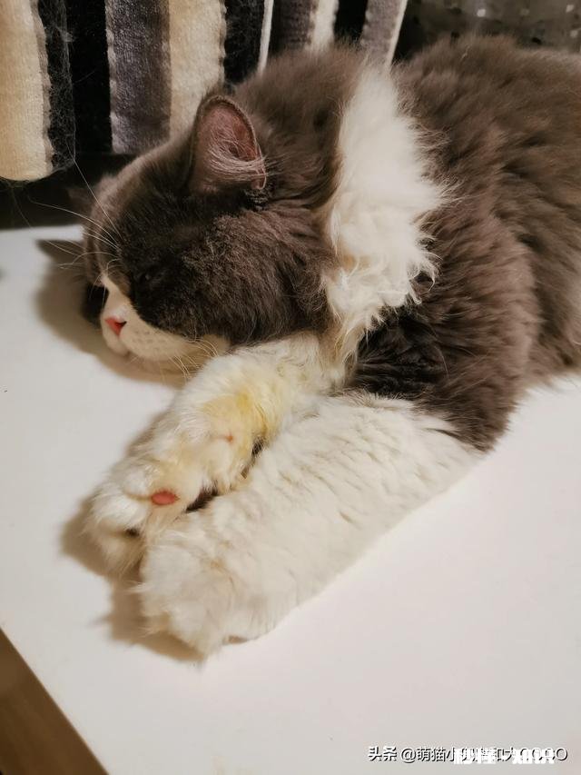 自来狗是来财吗自来猫是招官司吗