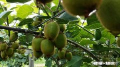 猕猴桃对氯敏感吗