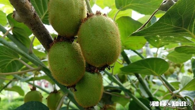 猕猴桃对氯敏感吗