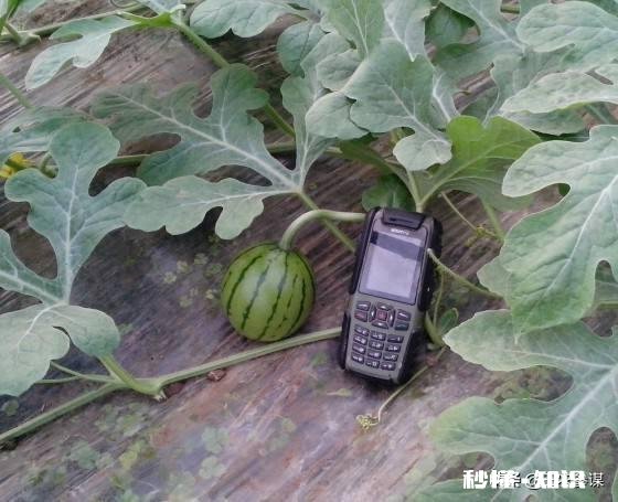 如果西瓜开始结果了，后期怎样管理