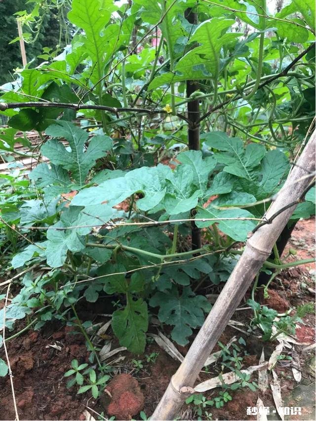 如果西瓜开始结果了，后期怎样管理