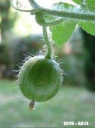 如果西瓜开始结果了，后期怎样管理