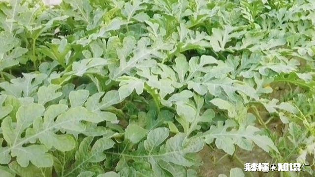 如果西瓜开始结果了，后期怎样管理