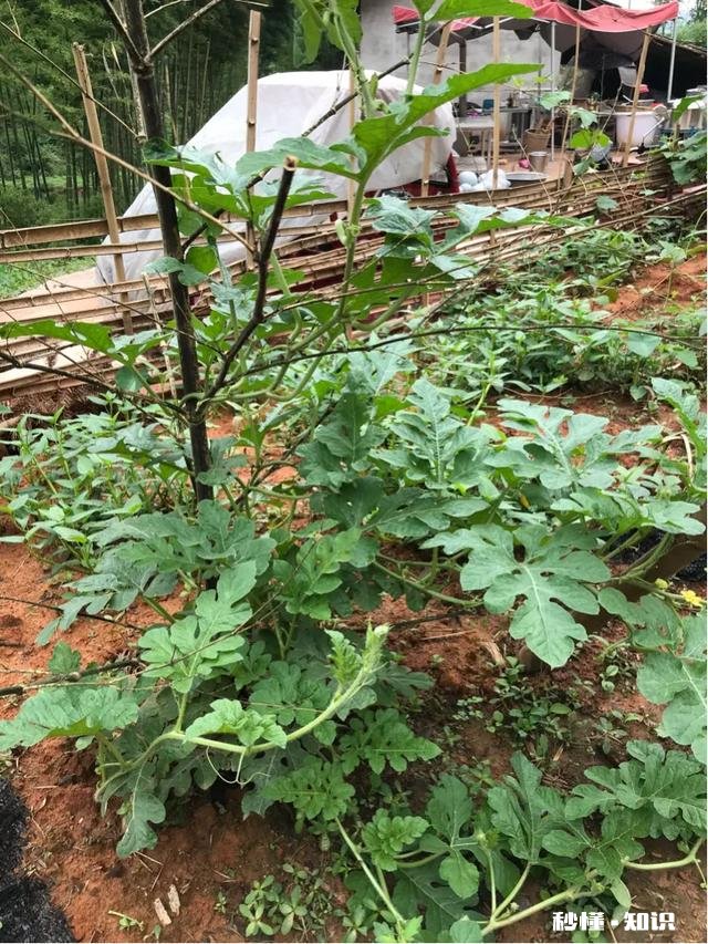 如果西瓜开始结果了，后期怎样管理