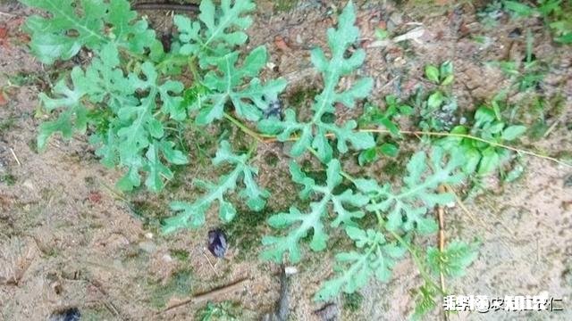 如果西瓜开始结果了，后期怎样管理